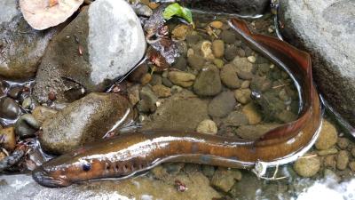 Pacific Lamprey