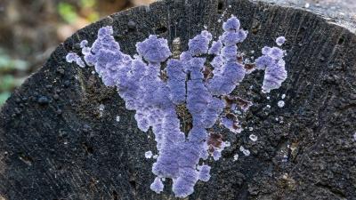 Purple Crust Fungus (Karl Gohl)