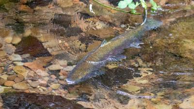 Coastal Rainbow Trout - JCSullivan