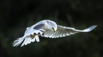 White-tailed Kite hunting