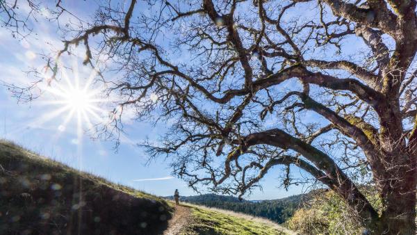 Hiker under big oak above Bella Vista Trail by Karl Grohl