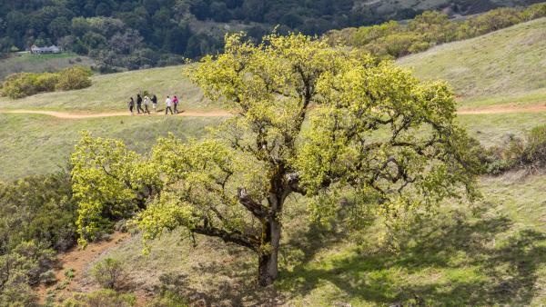 Hikers along a trail in front of a large oak tree