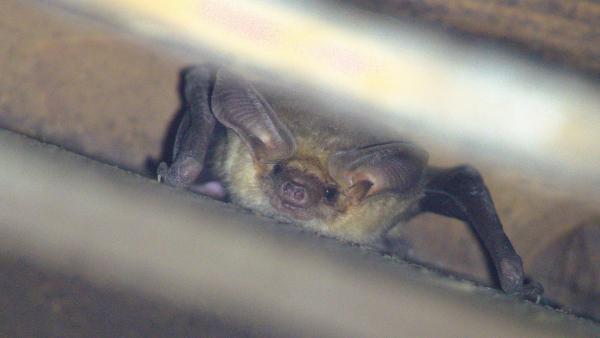 Pallid bat in a structure at Coal Creek Open Space Preserve