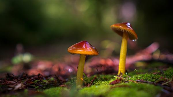 Wax Cap Mushrooms