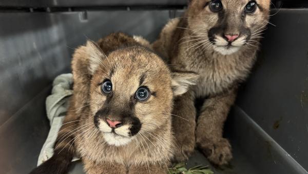 Two rescued mountain lion cubs in a carrier