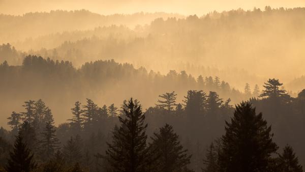 Tree covered ridgelines bathed in golden light and fog