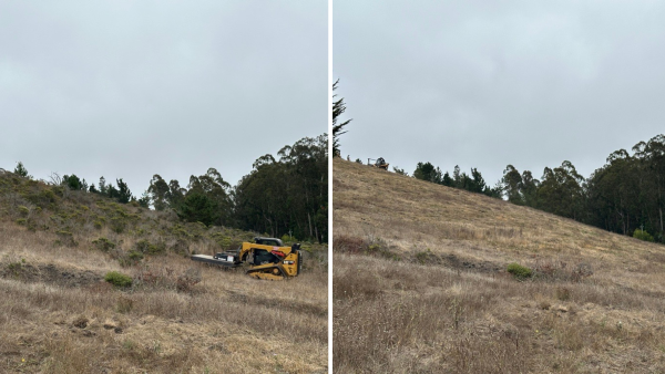 Before and after of mowing in coastal grassland