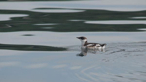 Marbled murrelet sits on still water