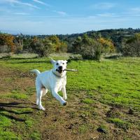 Dog at off-leash area in Pulgas Ridge Preserve. (Christopher Hunter)