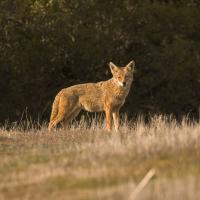 Coyote in Monte Bello Preserve. (Karl Gohl)