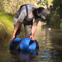 SMCR staff reintroducing coho salmon to the watershed