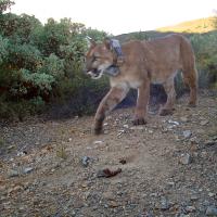 Female mountain lion with tracking collar in Sierra Azul Preserve. (Ken Hickman)
