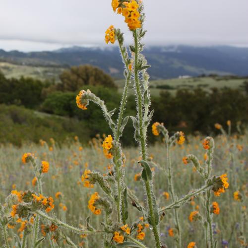 Wildflowers | Midpeninsula Regional Open Space District