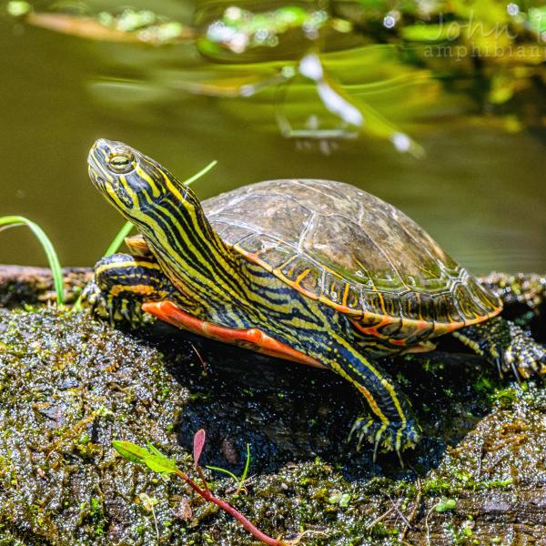 Western painted turtle.