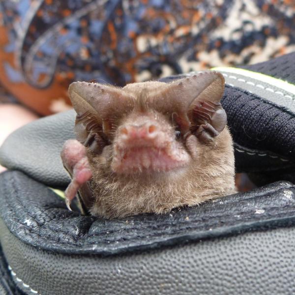 Mexican free-tailed bat