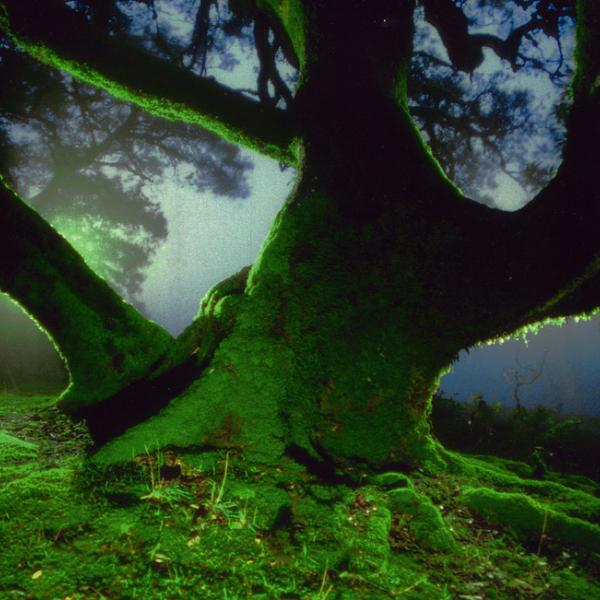 Moss or lichen covered tree at Saratoga Gap