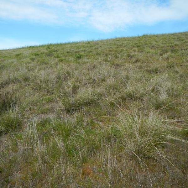 Coastal grasslands are rich with native plants and wildlife. 