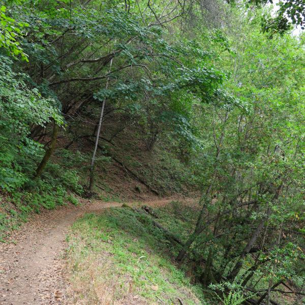 Trail surrounded by green trees