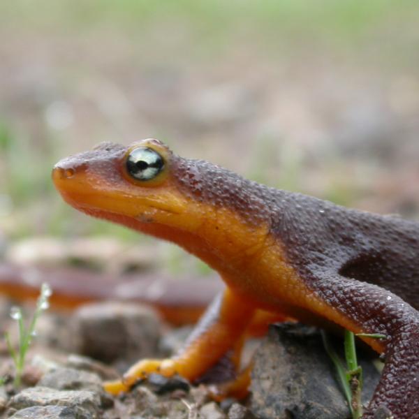 California newt