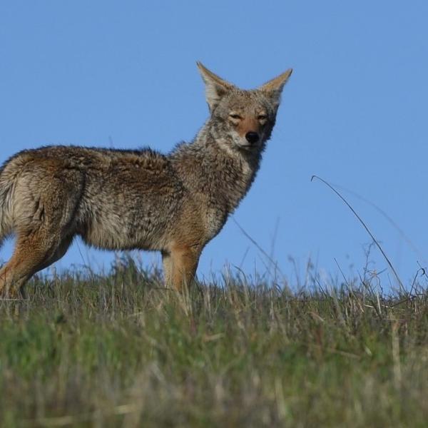 photo of a Coyote