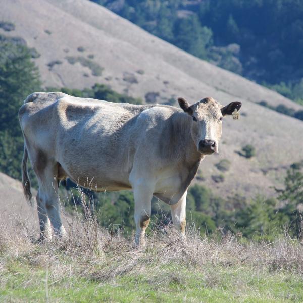 Cow along the trail at La Honda Creek Preserve. (Frances Freyberg)