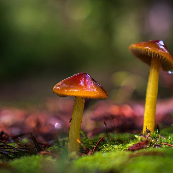 Wax Cap Mushrooms