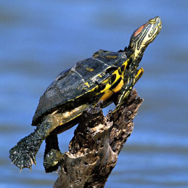 Red-eared slider turtle