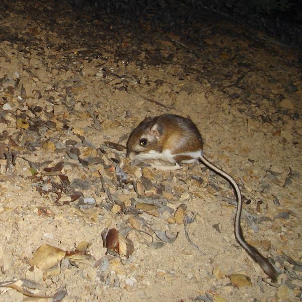 Santa Cruz Kangaroo Rat Research and Adaptive Management