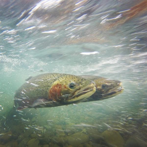 Pair of steelhead trout spawning in a creek