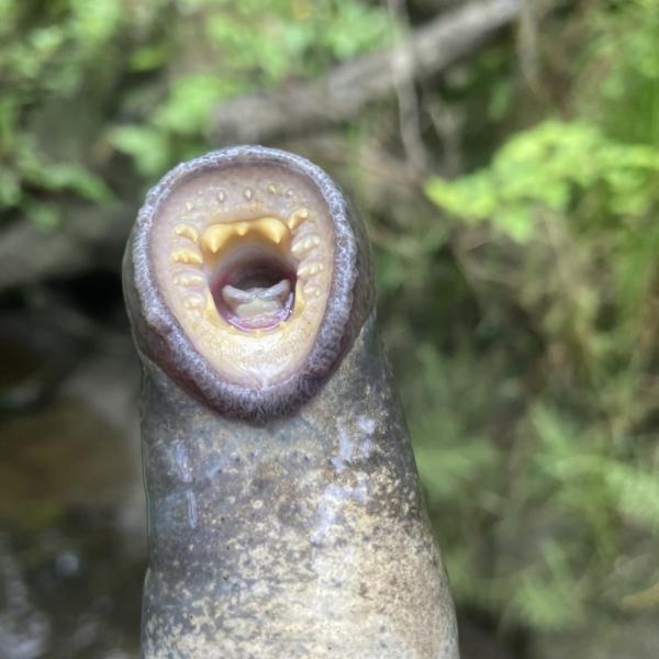 pacific lamprey mouth