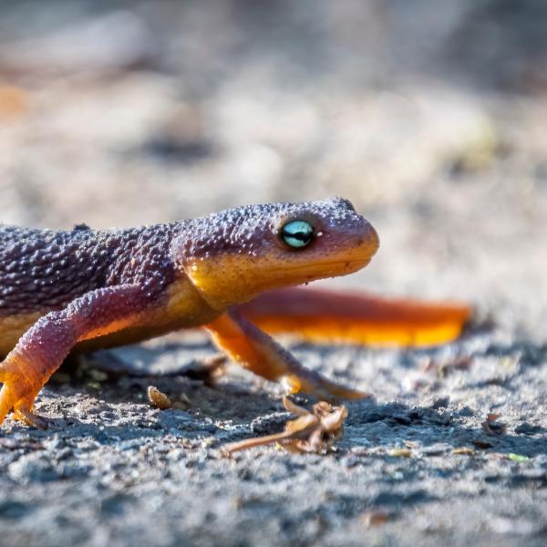 water newt predators