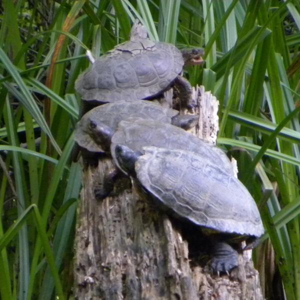 Western pond turtles on a log