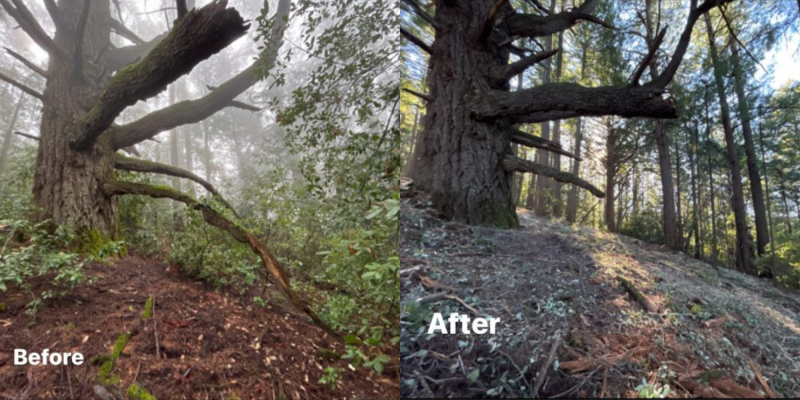 Before and after photos show results of forest health treatment