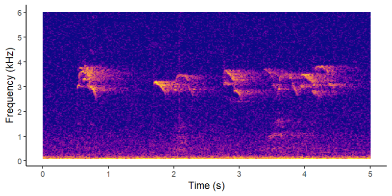 Spectrogram of a Marbled Murrelet Call. Midpen Natural Resources.