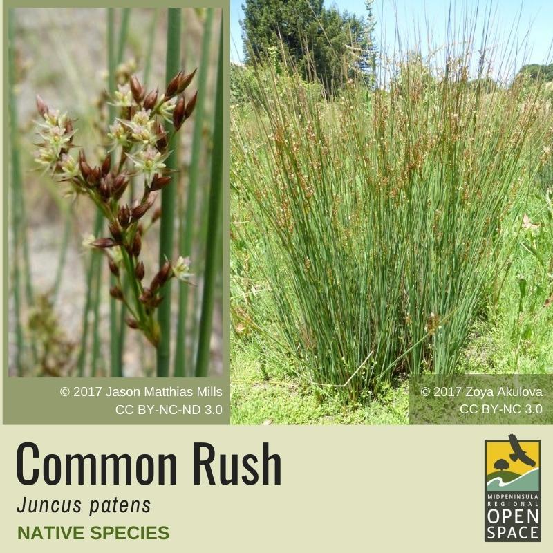 Native Plant of the Month: Common Rush (December 2021)