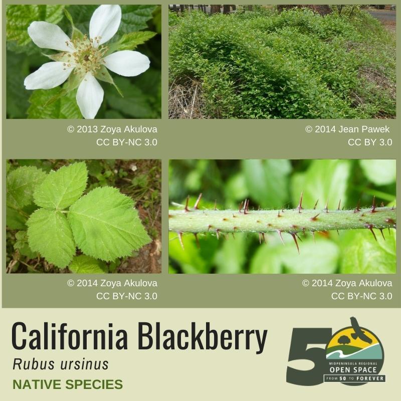 Native Plant of the Month: California blackberry (February)