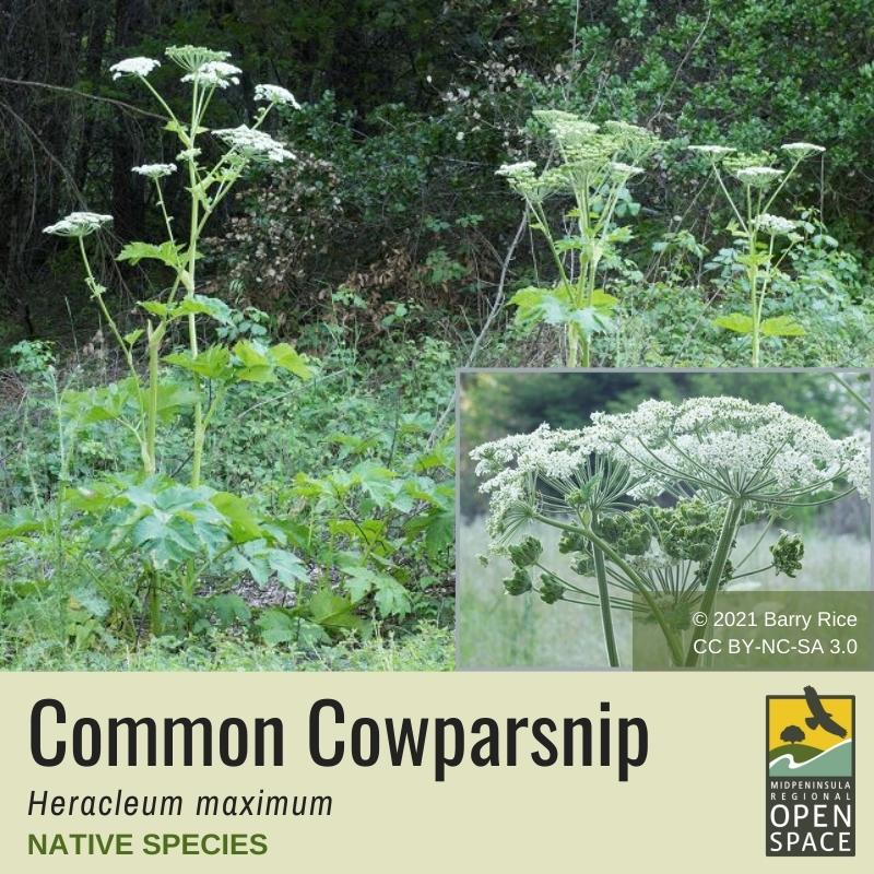 Plant of the month. Cowparsnip. Native plant. 