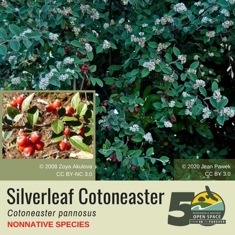 Nonnative Plant of the Month: Silverleaf Cotoneaster (January 2022)