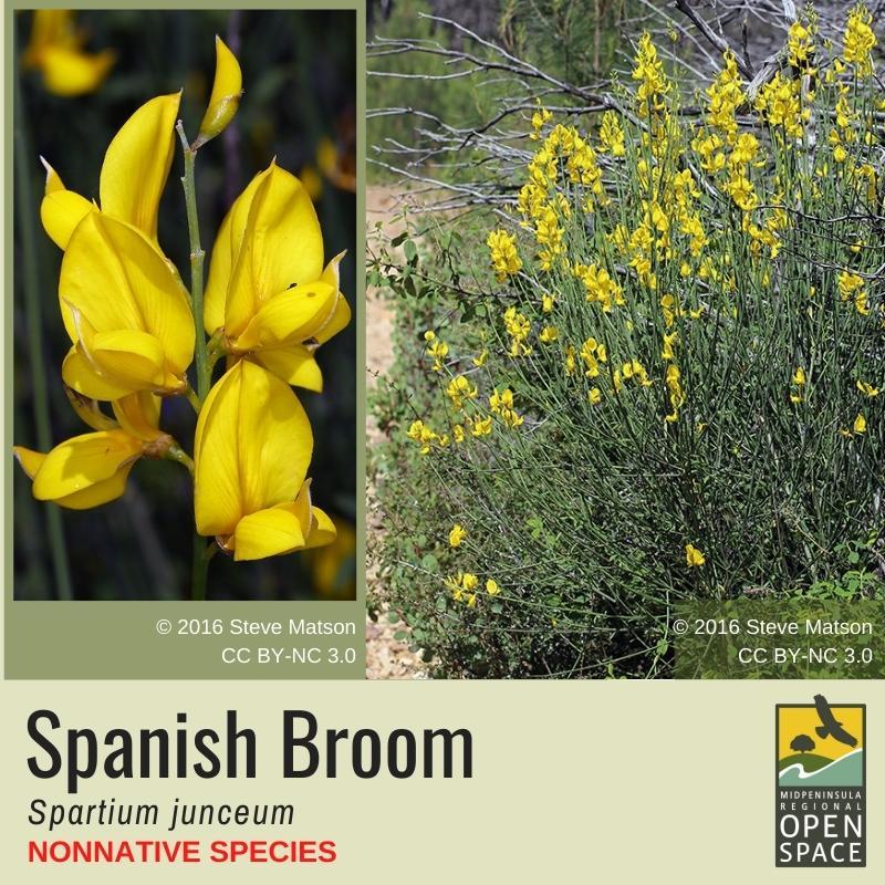 Nonnative Plant of the Month: Spanish Broom (December 2021)