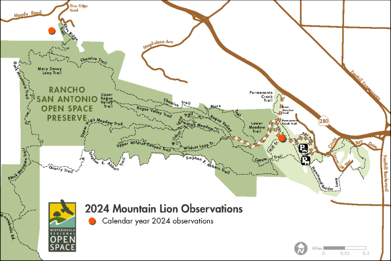 Rancho San Antonio Mountain Lion Sightings in 2024