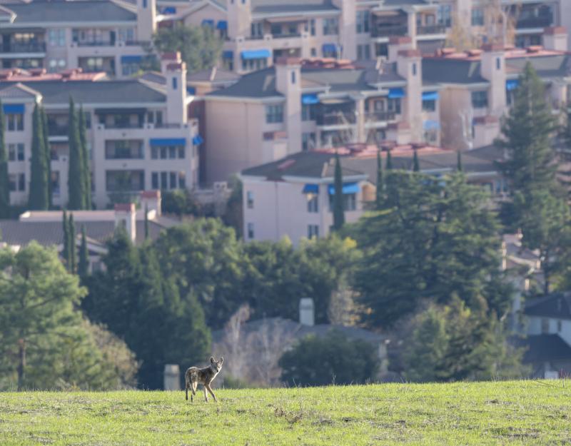 A coyote affected by mange stands in a field nearby a populated neighborhood